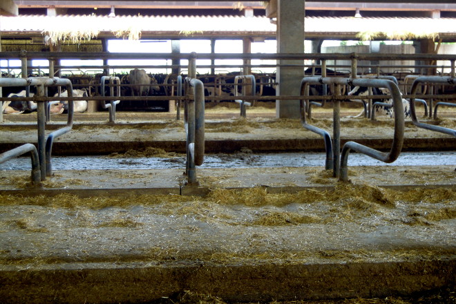 Las camas son de colchoneta de goma con paja y material secante por arriba