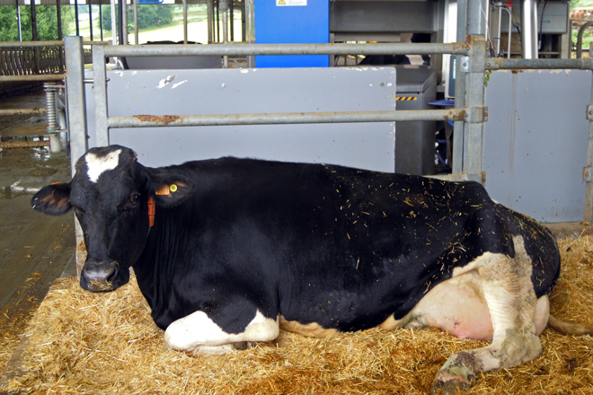 Zona de separación a carón dos robots para ter máis vixiadas ás vacas recén paridas 
