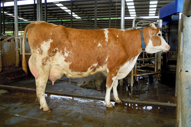 GALLARDO SC (Guntin) vaca Procross