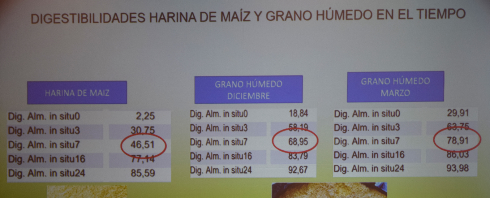 GRAO HUMIDO ANGEL AVILA 3