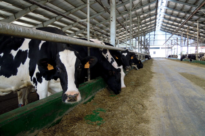 Vacas de producción ecológica, con 600 cabezas en ordeño
