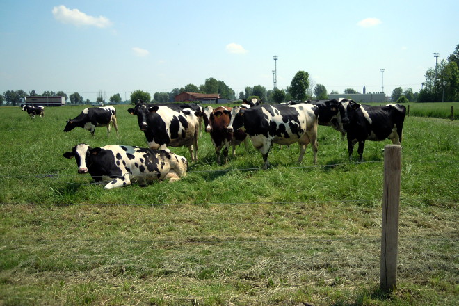 Malia estar en produción ecolóxica, xó as vacas secas saen a pacer ao exterior das instalacións