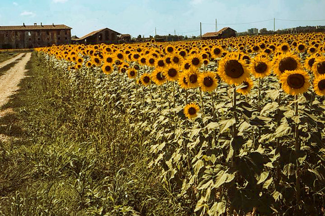 A cultivo de girasol destinan 150 hectáreas