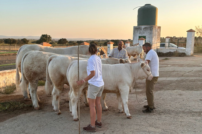 DE HEUS CHAROLAIS CACERES 1