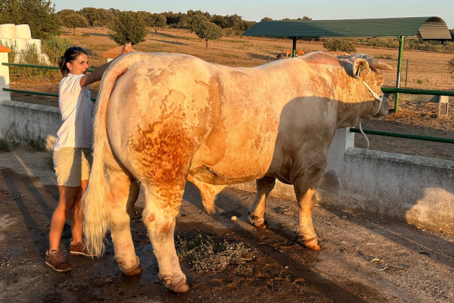 DE HEUS CHAROLAIS CACERES 2