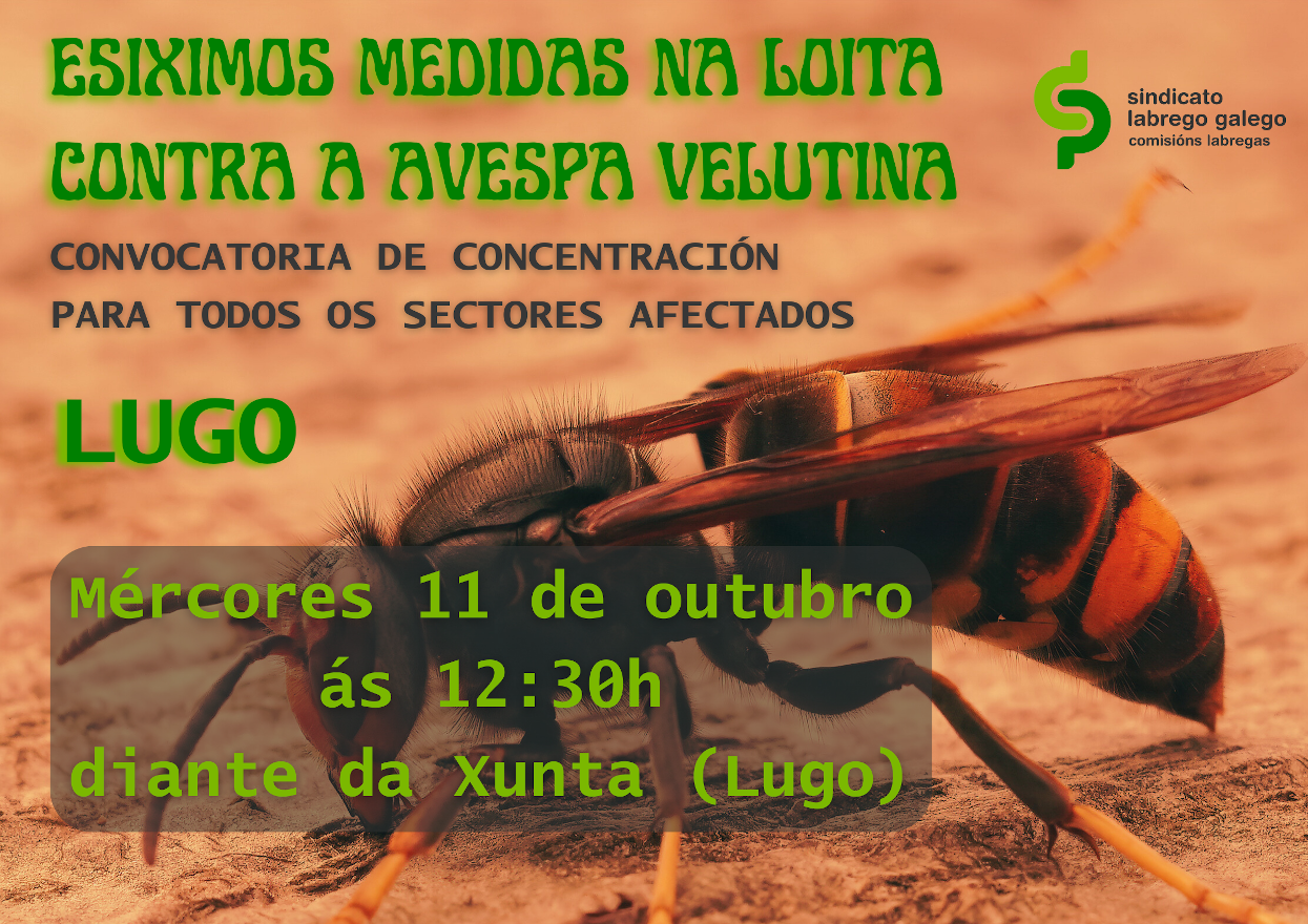 ConcentraciónVelutinaLUGO11Outubro