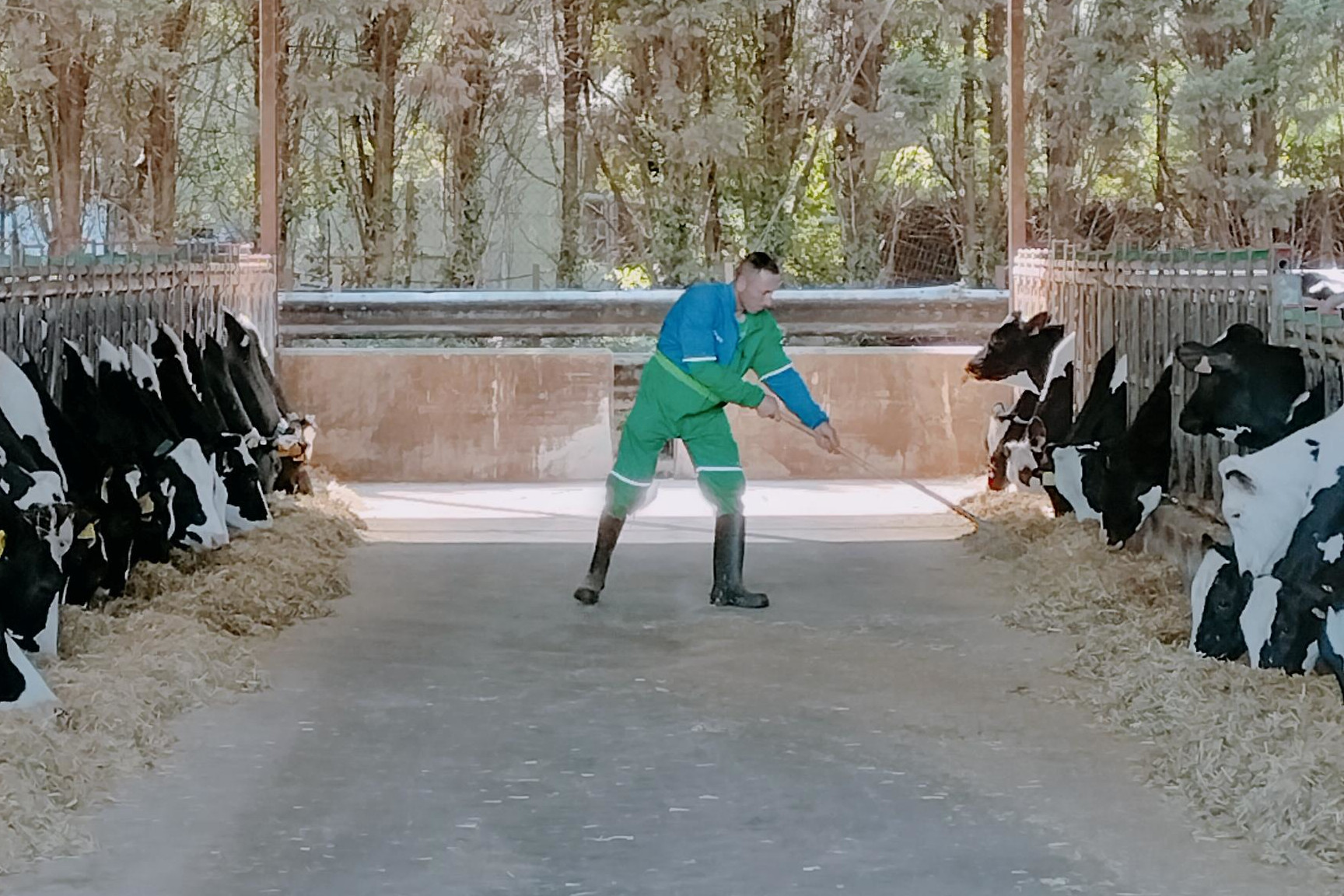 ESTABLO VACAS DE HEUS ARRIMANDO COMIDA