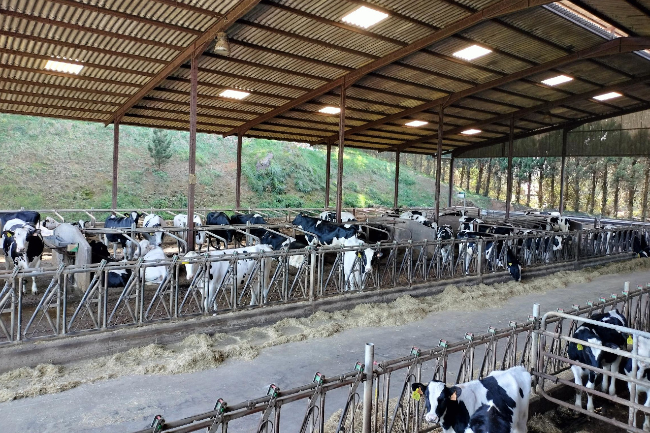 ESTABLO VACAS DE HEUS