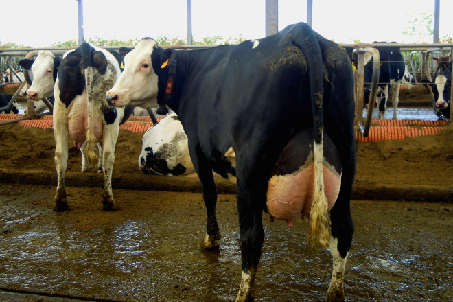 SAT A CAMPA (Curtis) vacas procross3