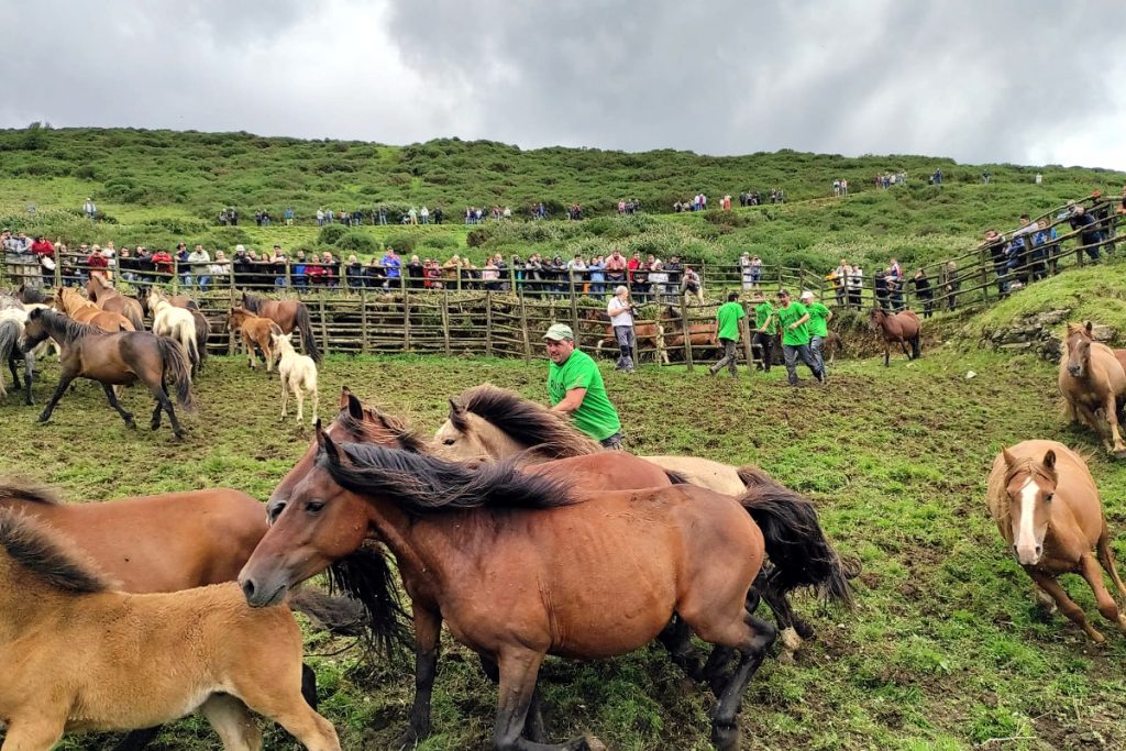 Rapa das bestas no curro de Campo do Oso