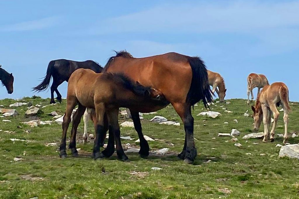 XAN DAS BOUZAS (Mondoñedo) cabalos do monte2