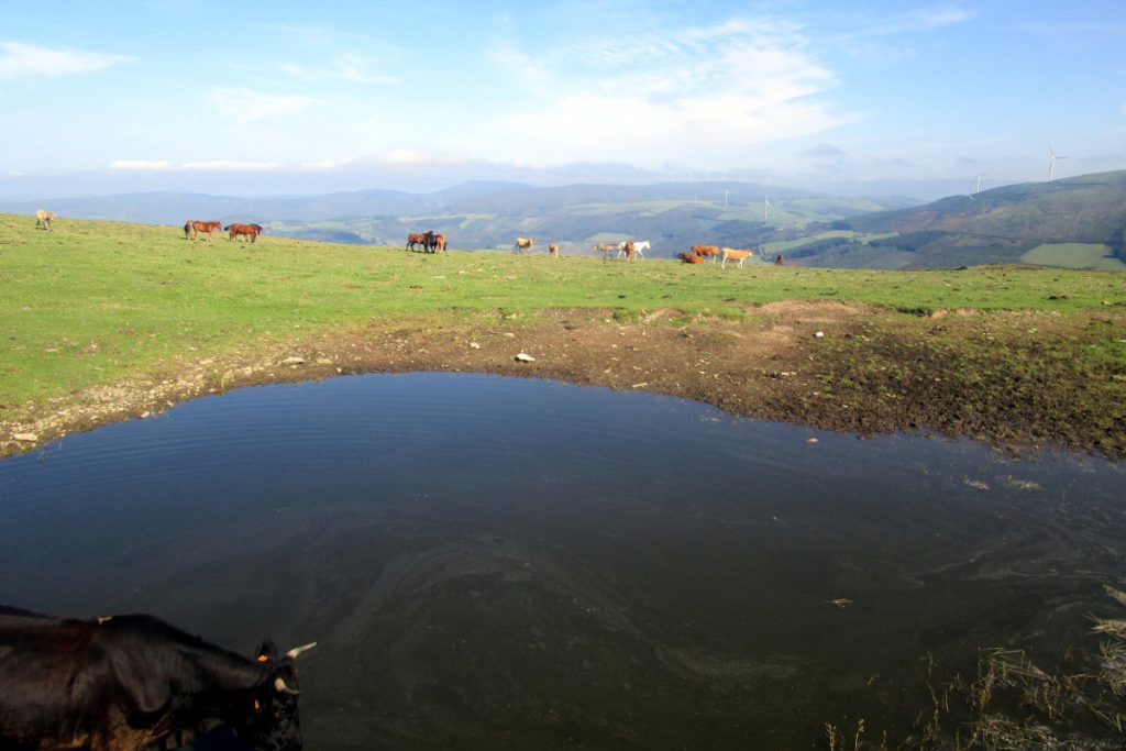 Unha das pozas de auga que teñen no monte para beber o gando. Cando no verán achican pola seca soben a auga en cisternas para enchelas