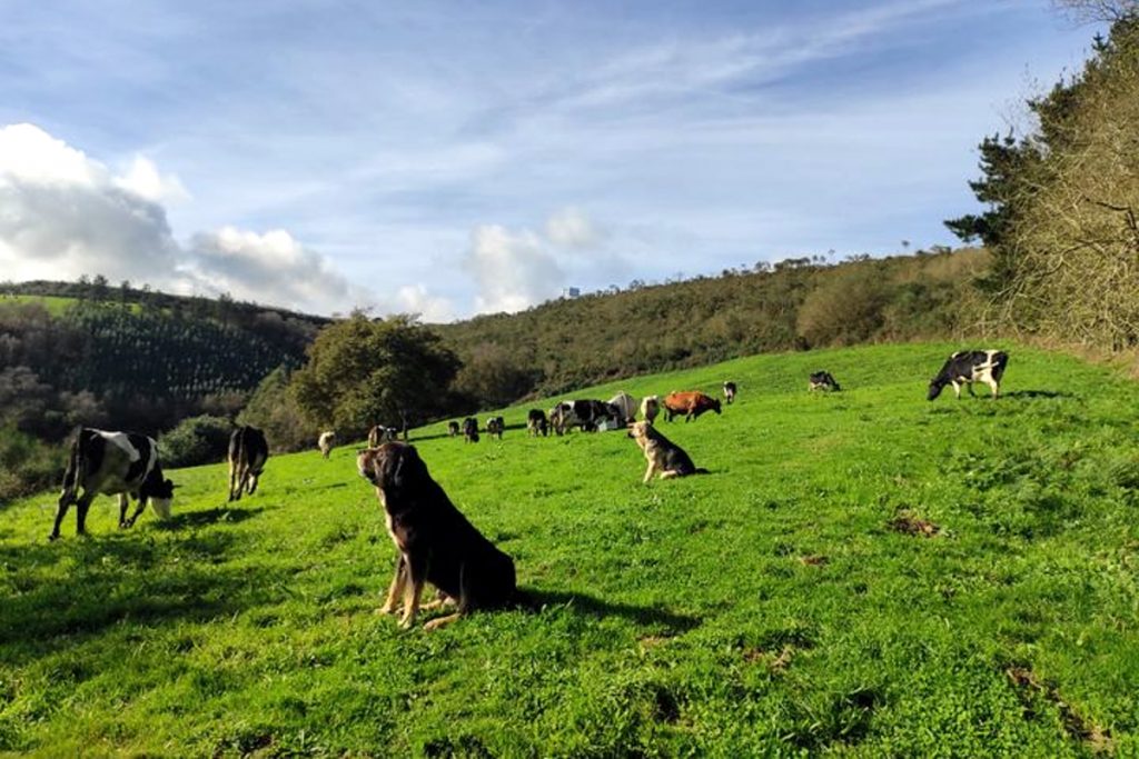 Teñen mastíns como cans de garda para defender o gando dos ataques do lobo