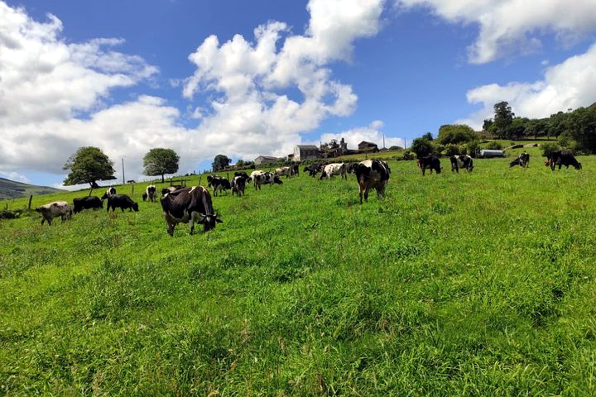 Vacas de leite da explotación pacendo nas fincas que están máis cerca da casa