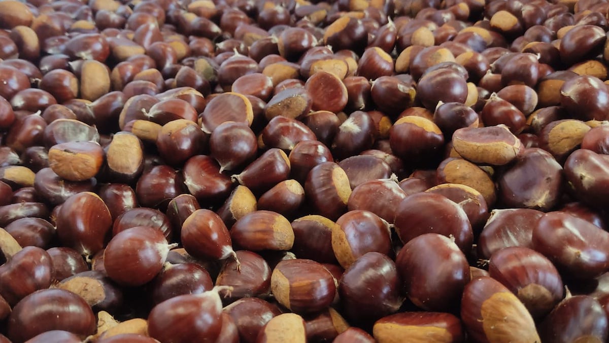 castaña