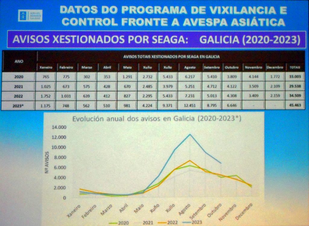 Este verán disparouse a presenza de niños de velutina, sobre todo nas provincias de Lugo e Ourense