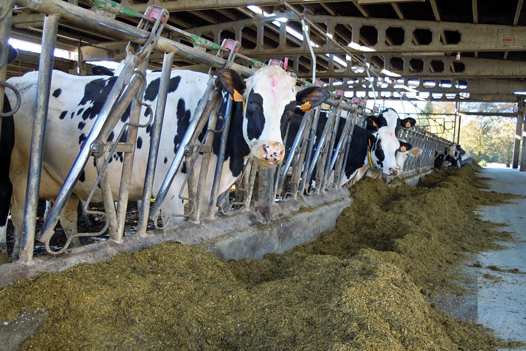 GANDERIA O CAMPO (Castro de Rei) racion vacas producion