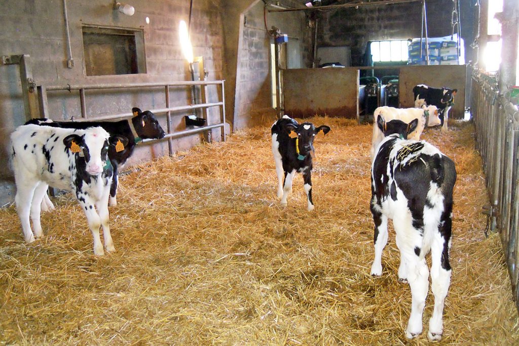 GANDERIA O CAMPO (Castro de Rei) recria
