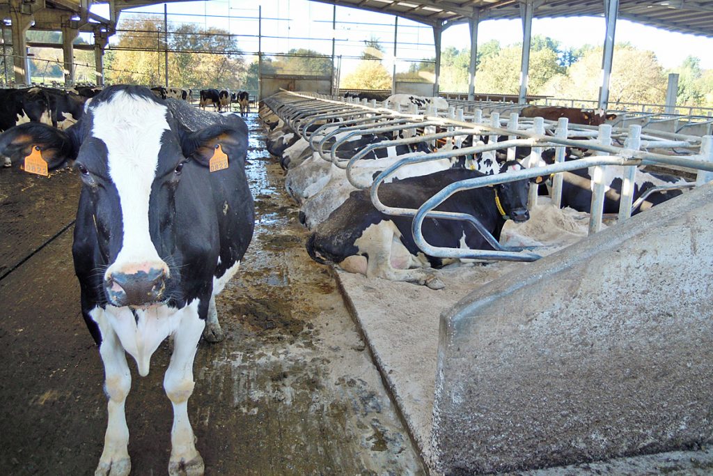 GANDERIA O CAMPO (Castro de Rei) vacas establo