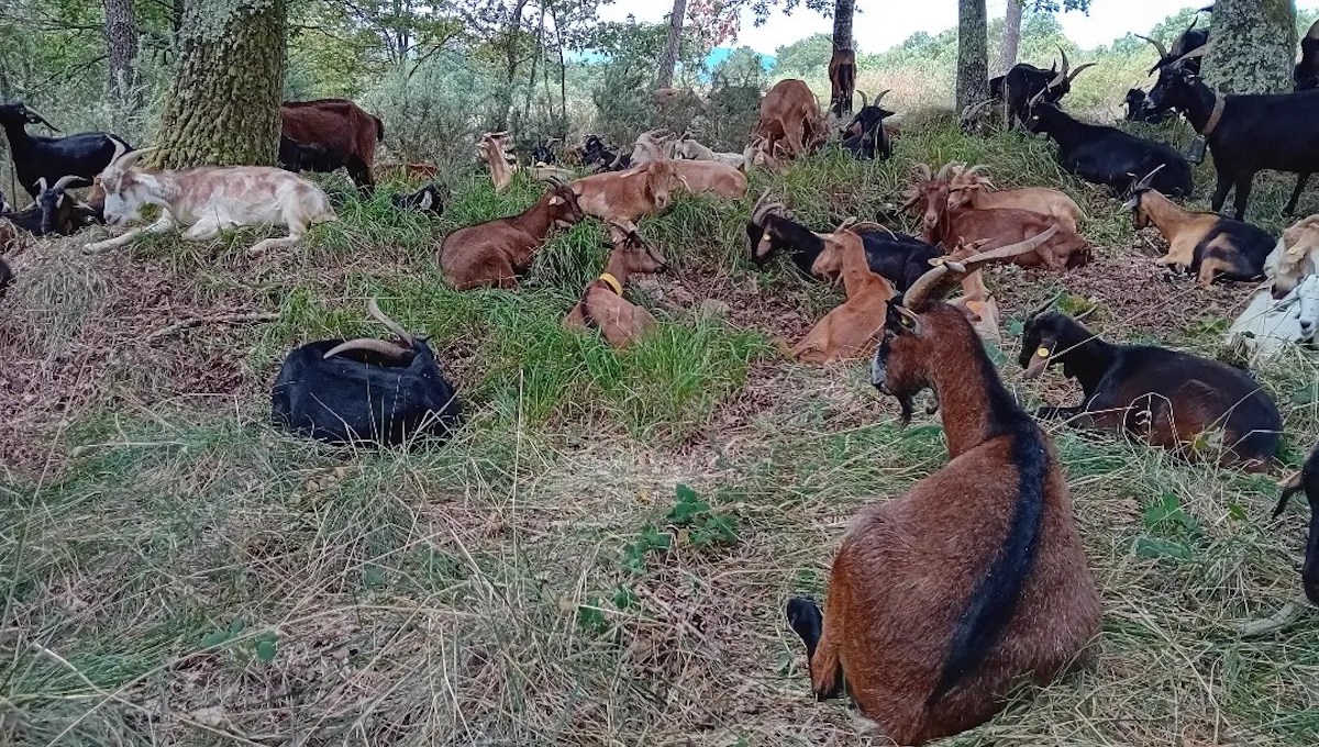 Gandería Medela Cabras verata
