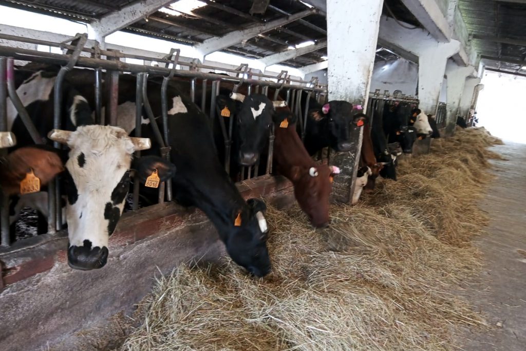Están a muxir neste momento 50 vacas e non teñen previsto aumentar moito o número de cabezas