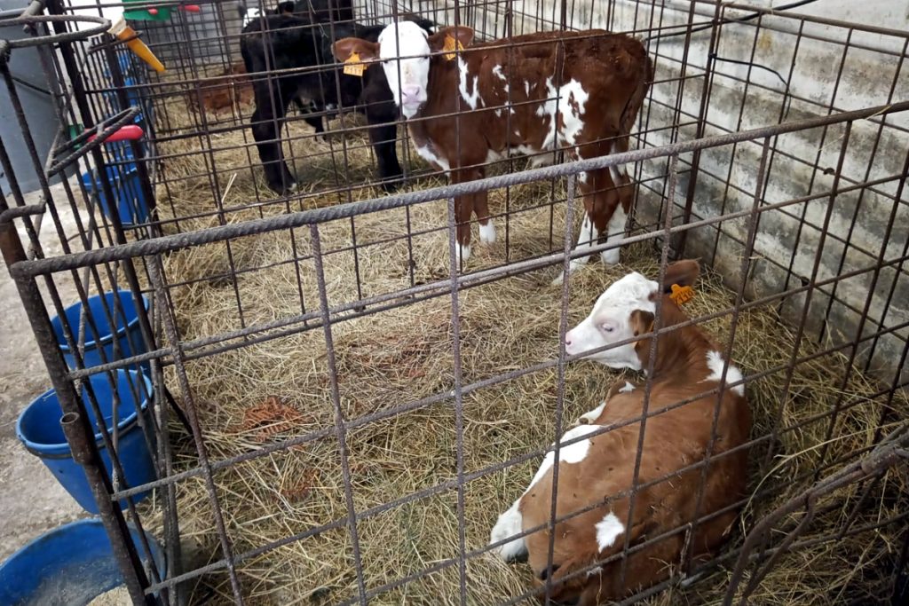 Animais de recría, que destetan aos tres meses