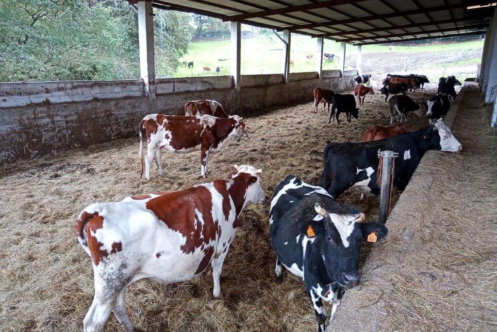 Nave para vacas secas, que teñen cama quente de palla e saída ao pasto