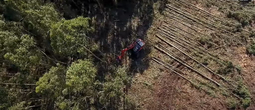 Unha procesadora de Forestal Cando traballando nun monte da comarca de Ferrolterra