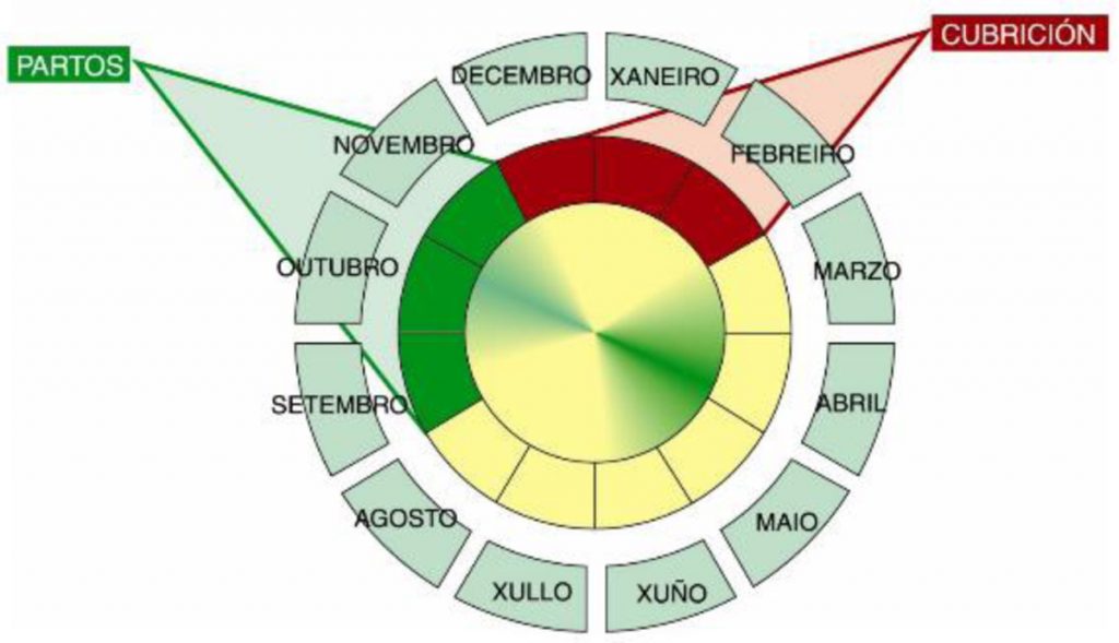 Esquema de organización de partos de outono en vacas nodrizas