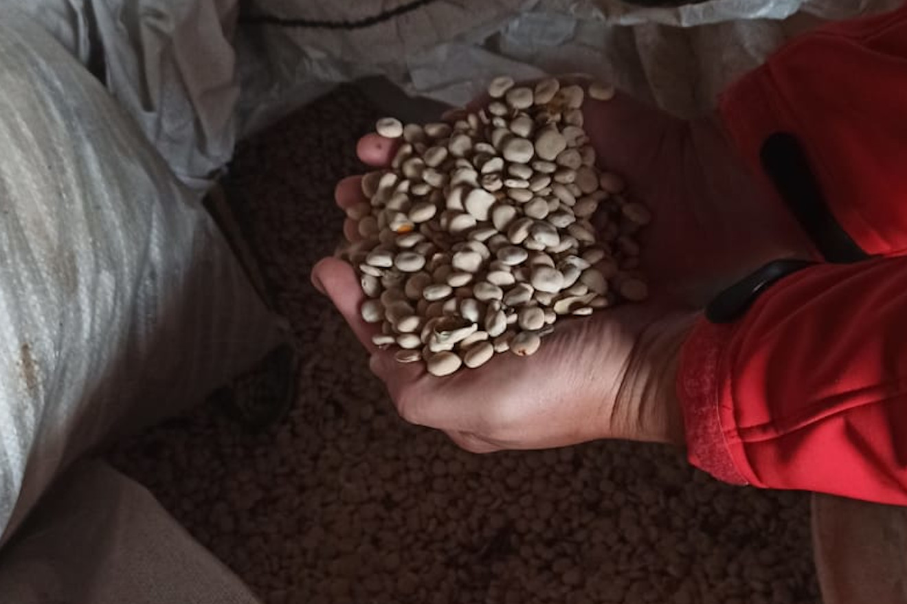 PORCO CELTA altramuz para alimentación