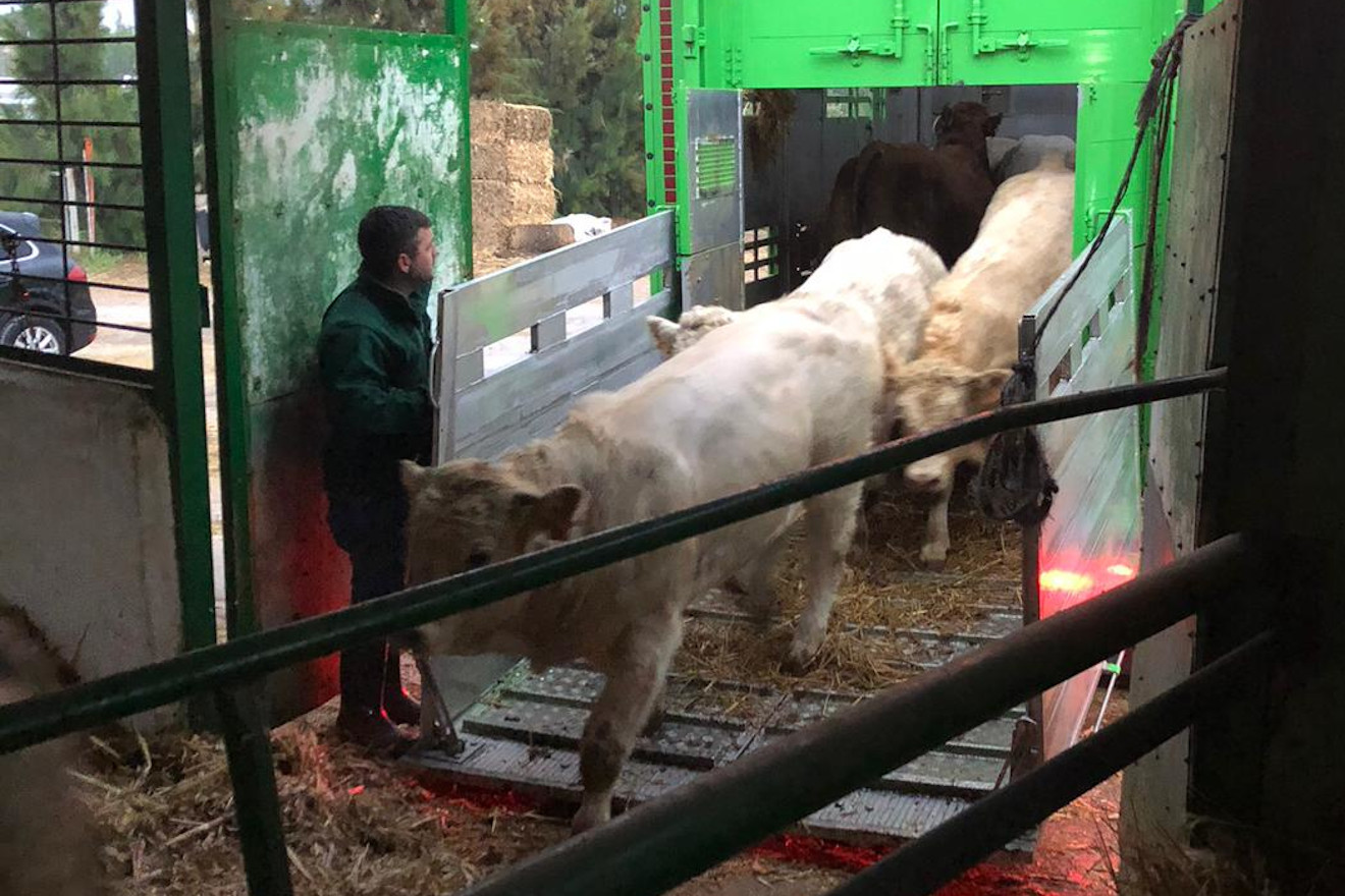TRANSPORTE ANIMAIS VIVOS 6