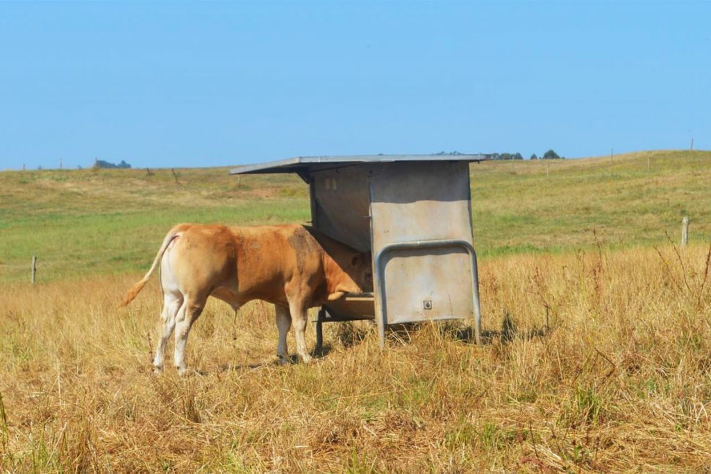 As tolvas selectivas de cereal son unha alternativa ao acortellamento dos becerros en climas suaves