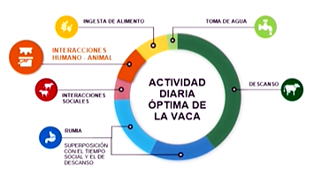 actividade diaria da vaca