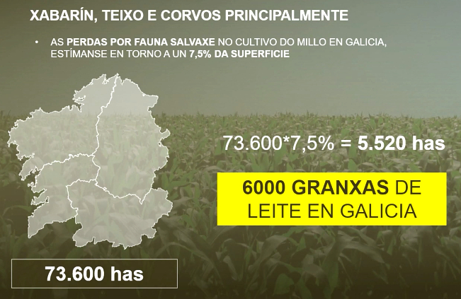 danos fauna salvaxe cultivo de millo