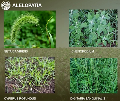 malas herbas cultivo de millo