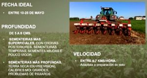 sementeira millo