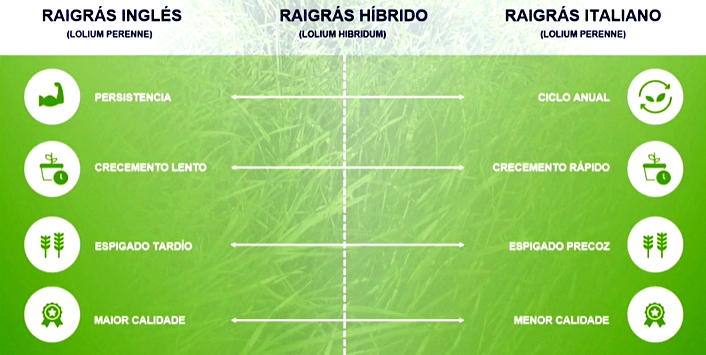 tipos de raigrás