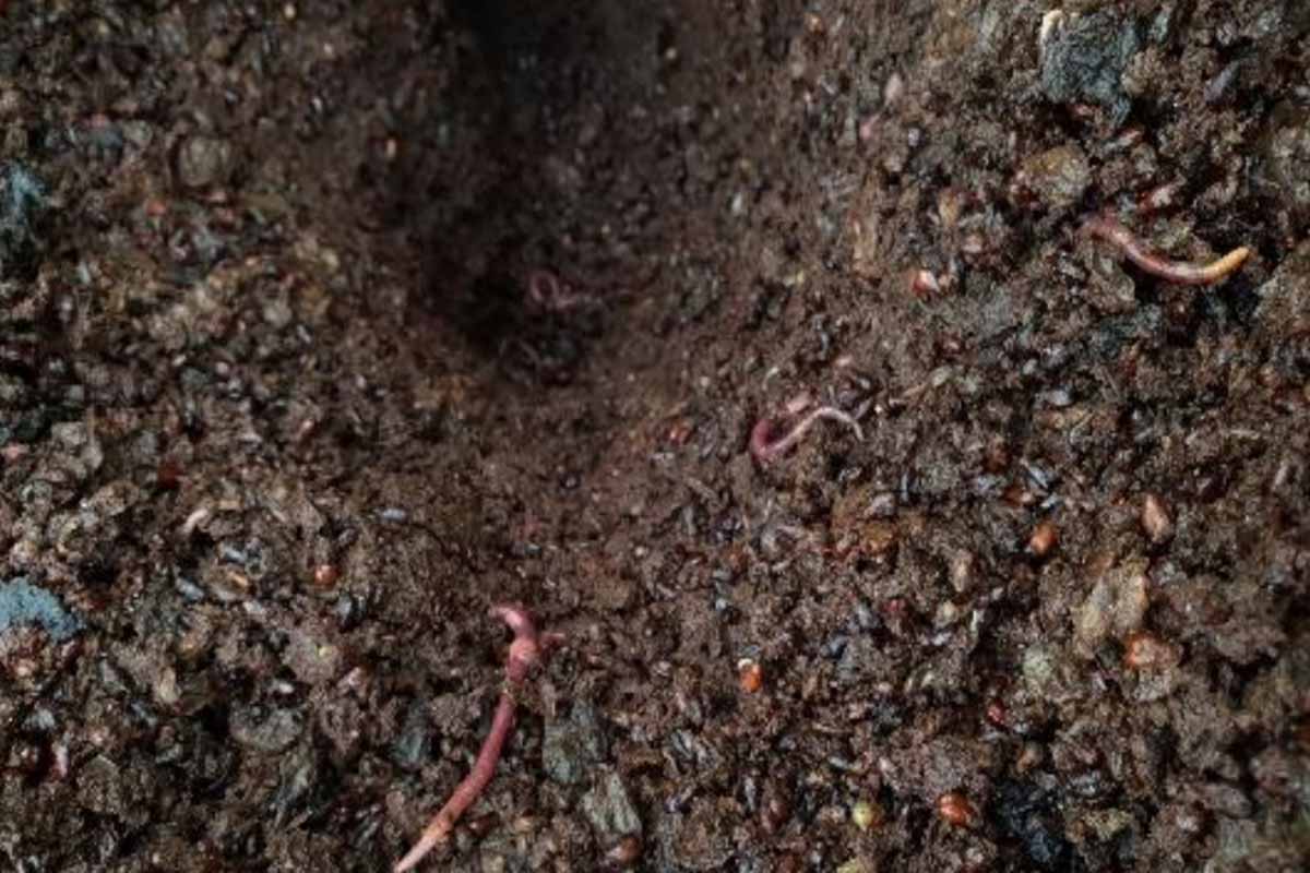Humus creado pola vermicompostaxe. Imaxe de Daniel Durán