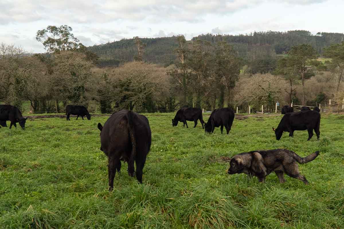 Álvaro, propietario da maior explotación de vacas Angus II