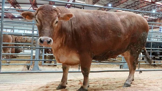 Buey con el sexto precio más alto que salió de la Central Agropecuaria. Imagen cedida