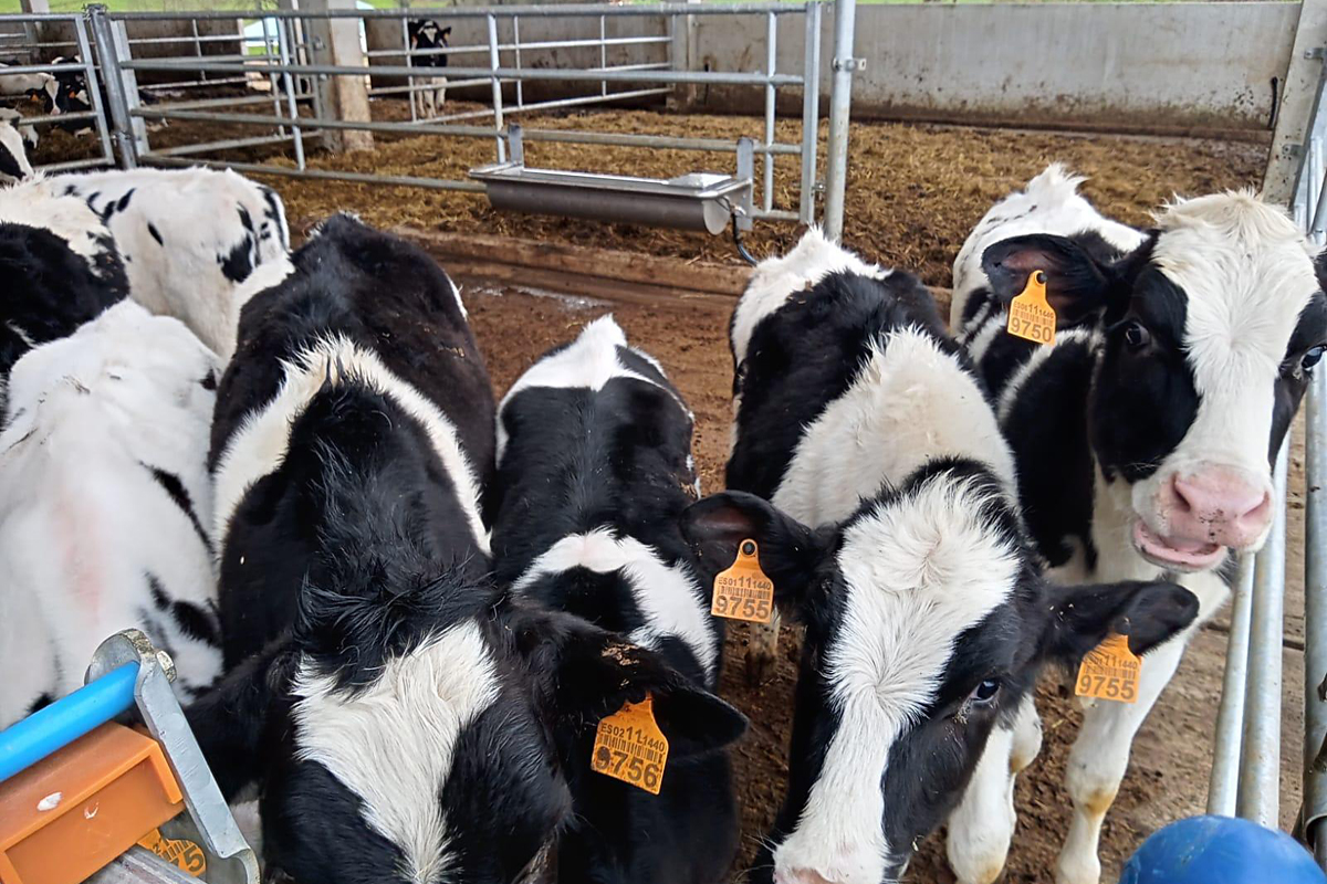 CAPON HOLSTEIN SC (Chantada) recria1