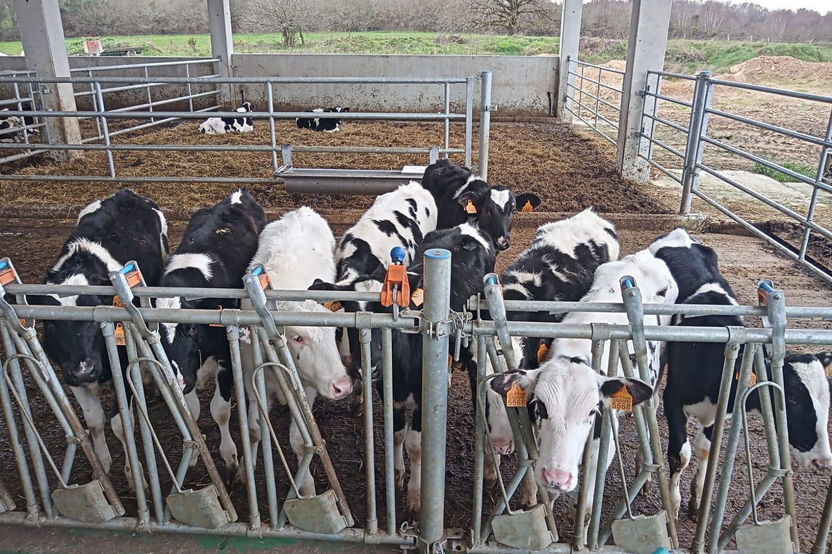 Zona de recría do novo establo, onde as xatas están até que son inseminadas