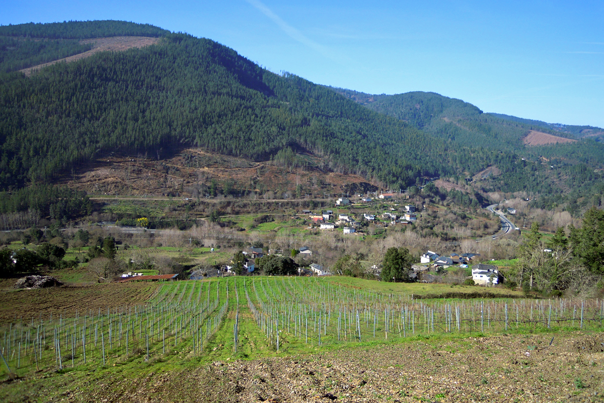 Nova plantación realizada na ladeira situada detrás da adega, con orientación nordeste e o río Lor ao fondo. Margaride sitúase en primeiro termo e Freixeiro enfronte, na outra marxe