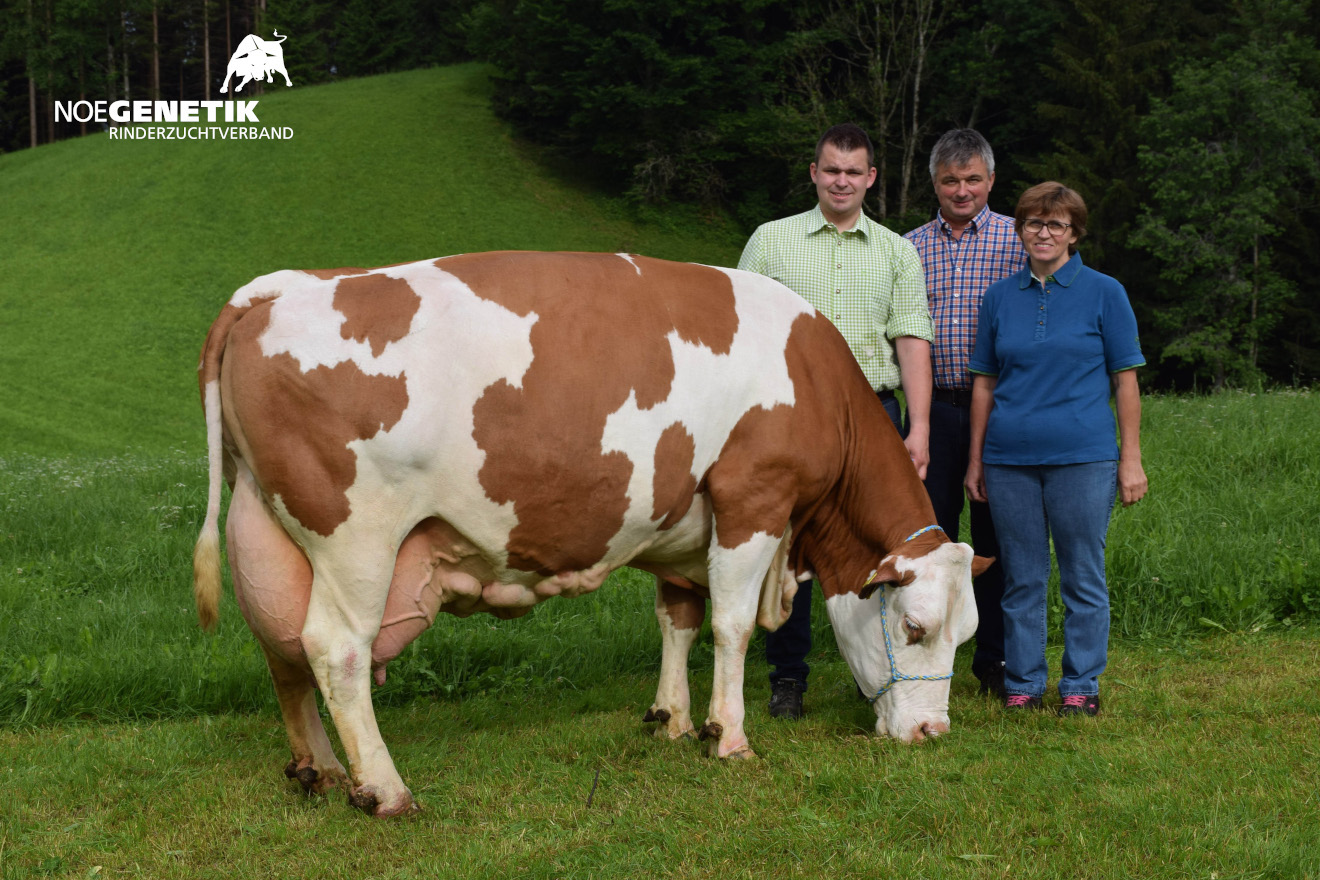 FLECKVIEH genetic austria ritta PORTADA