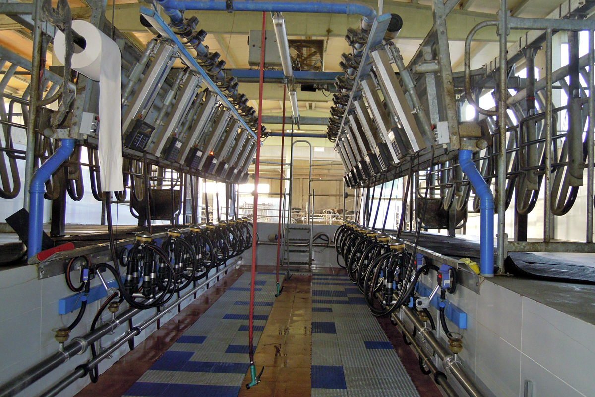 GALLARDO SC (Mazaricos) sala muxido