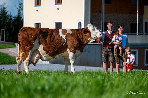 GENETIC AUSTRIA FLECKVIEH ASTI
