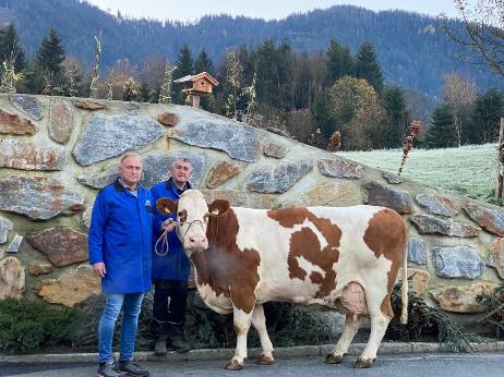 GENETIC AUSTRIA FLECKVIEH ERLE