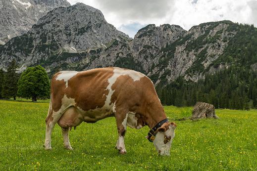 GENETIC AUSTRIA FLECKVIEH HALMA