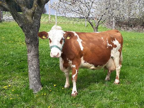 GENETIC AUSTRIA FLECKVIEH PATRIZIA