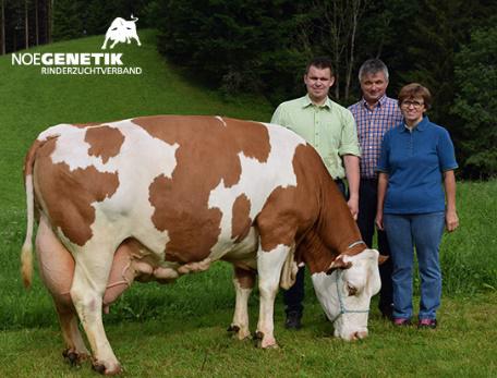 GENETIC AUSTRIA FLECKVIEH RITTA